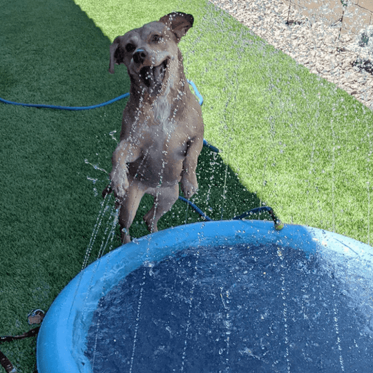 犬用スプレーパッド